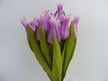 Tulipan pojedynczy liliokształtny (2)