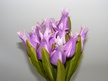 Tulipan pojedynczy liliokształtny (3)