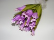 Tulipan pojedynczy liliokształtny (4)