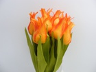Tulipan pojedynczy liliokształtny (8)