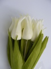 Tulipan pojedynczy liliokształtny (14)