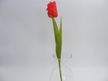 Tulipan pojedynczy (1)