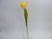 Tulipan pojedynczy (2)
