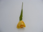 Tulipan pojedynczy (4)