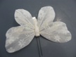 Motyl biały (2)