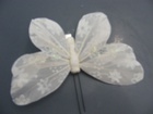 Motyl biały (2)