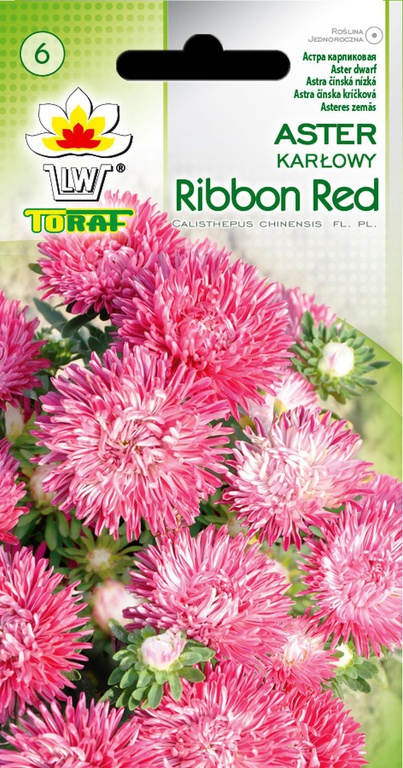 Aster karłowy Ribbon Red [0,5g] nasiona (1)