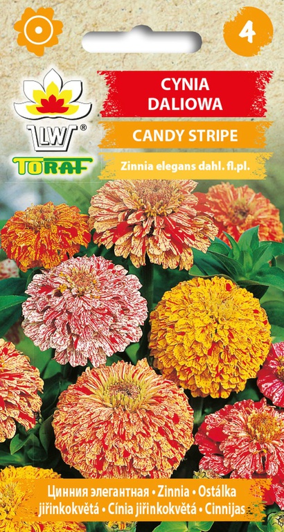 Cynia daliowa  Candy Stripe [1g] nasiona (1)