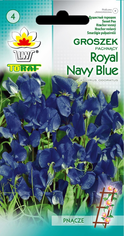 Groszek pacnący R. N. Blue [3g] nasiona (1)