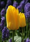 Zestaw tulipan 1-klasyczny (1)
