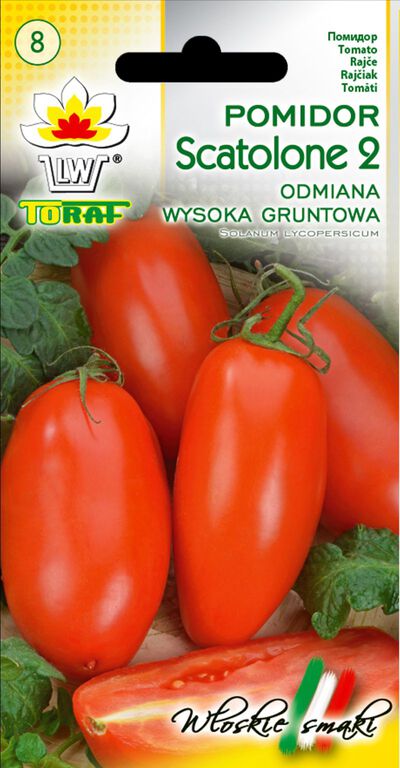 Pomidor gruntowy Scatolone 2 [0,5g] wysoki, stożkowate owoce nasiona (1)
