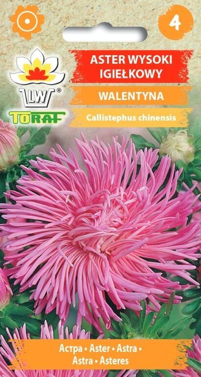 Aster igiełkowy Walentyna [1g] różowy nasiona (1)