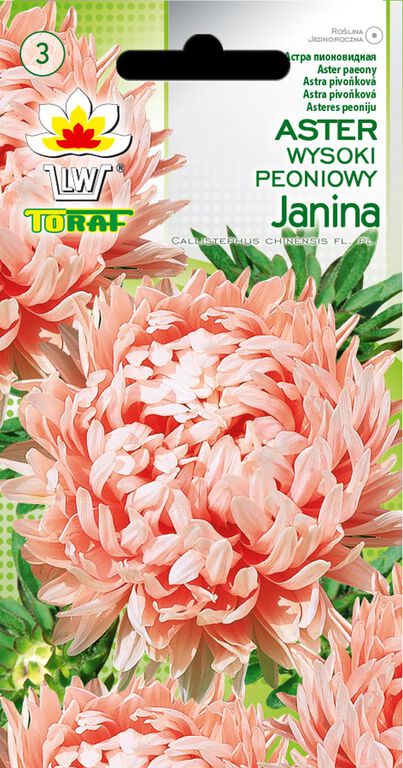 Aster Janina [1g] nasiona (1)