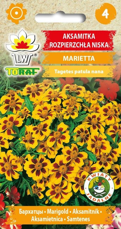 Aksamitka Marietta [1g] nasiona (1)