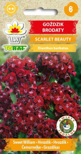 Goździk brodaty Scarlet Beauty [0,5g] nasiona (1)