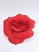 Róża rozwinięta główka -12 szt (3)