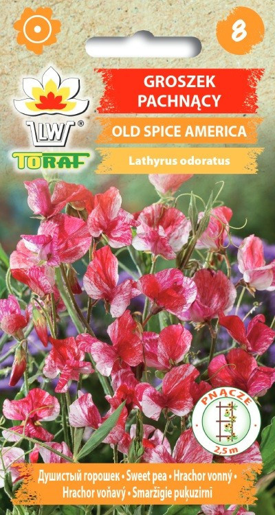 Groszek pachnący Old Spice America [1g] nasiona (1)