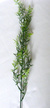 Gałązka asparagus - wys. 56cm  (2)