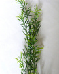 Gałązka asparagus - wys. 56cm  (1)