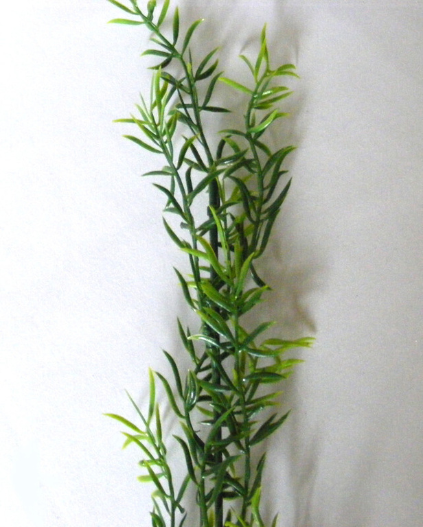 Gałązka asparagus - wys. 56cm  (1)